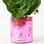 Xanadu Green Curly In Pink Glass Vase