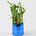 2 Layer Lucky Bamboo In Blue Glass Vase