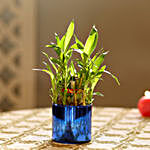 2 Layer Lucky Bamboo In Blue Glass Vase