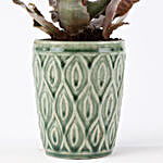 Bromeliad Tiger In Green Ceramic Pot