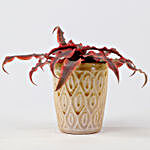 Cryptanthus Pink In Ceramic Pot