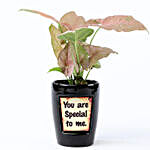 Pink Syngonium In You Are Special Pot