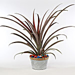 Red Dragon Pineapple Plant