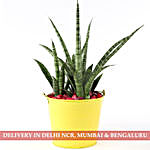 Sansevieria Silver Steel Plant In Yellow Pot