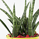 Sansevieria Silver Steel Plant In Yellow Pot