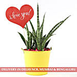 Sansevieria Silver Steel Plant With I Love You Tag