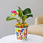 Starbright Plant In Colourful Birthday Pot