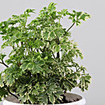 Variegated Aralia Oak Leaf Plant