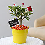 Adenium Red Plant In Yellow Pot For Birthday