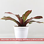 Beauty Red Neoregelia Plant