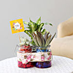 Birthday Special Exotic Plants Combo in Glass Jars