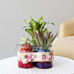 Exotic Plants Combo in Beautiful Glass Jars