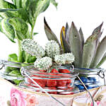 Exotic Plants Combo in Beautiful Glass Jars
