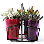 Exotic Plants In Tea Glass Holder Planters