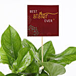 Best Sister Money Plant in Rakhi Mug