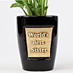 Syngonium Plant In World's Best Sister 3D Pot