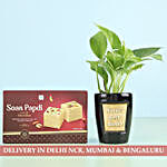 Money Plant & Soan Papdi For Best Sister