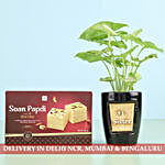 Syngonium Plant & Soan Papdi For No.1 Sister