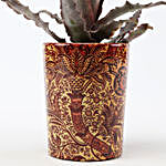 Bromeliad Tiger In Printed Ceramic Pot