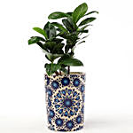 Ficus Compacta In Printed Blue Ceramic Pot