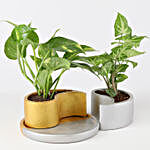 Foliage Plants In Yin Yang Ceramic Pot