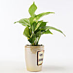 Money Plant In Ceramic Pot For Birthday