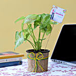 Syngonium Plant For Daughter's Day