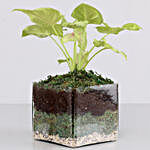 Syngonium Plant 4" Glass Terrarium