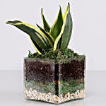 Lotus Sansevieria Plant 3" Glass Terrarium
