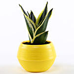 MILT Sansevieria Plant in Yellow Pot