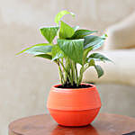 Money Plant In Orange Pot