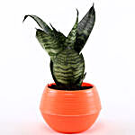 Snakeskin Sansevieria Plant In Orange Pot