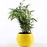 Chamaedorea Plant In Yellow Pot