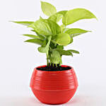 Golden Money Plant In Red Pot