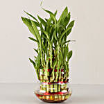 3 Layer Bamboo Plant For Best Husband