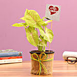 Golden Syngonium Plant For Husband