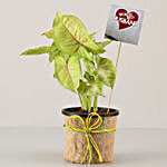 Golden Syngonium Plant For Wife