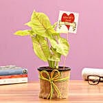 Golden Syngonium Plant For Wife