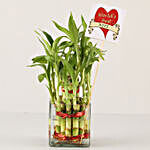 2 Layer Bamboo Plant For Best Wife