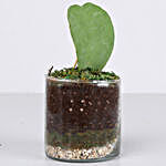 Hoya Plant 3" Glass Terrarium