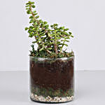 Jade Plant 4" Cylinder Glass Terrarium