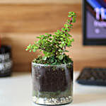 Jade Plant 4" Cylinder Glass Terrarium