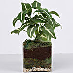 Syngonium Plant 4" Square Glass Terrarium