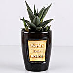 Haworthia Plant For Best Brother