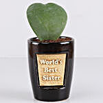 Hoya Plant For Best Sister