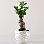 Ficus Bonsai In Pearl White Wave Planter