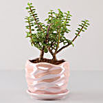 Jade Plant In Pearl Pink Wave Planter