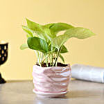 Scindapsus Golden In Pearl Pink Wave Planter