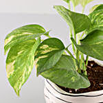 Scindapsus Gold King In White Wave Planter