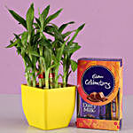 Bamboo Plant & Cadbury Celebrations Box